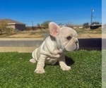 Small #9 French Bulldog