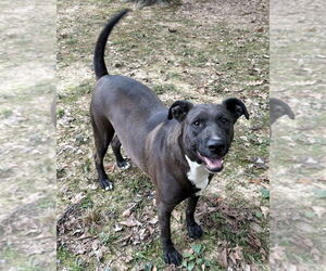 American Pit Bull Terrier-Unknown Mix Dogs for adoption in Boston, MA, USA