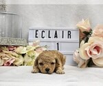 Small Photo #2 Poodle (Toy) Puppy For Sale in COLLEGE STA, TX, USA