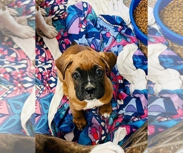 Medium Photo #21 Boxer Puppy For Sale in COWETA, OK, USA