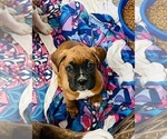 Small Photo #21 Boxer Puppy For Sale in COWETA, OK, USA