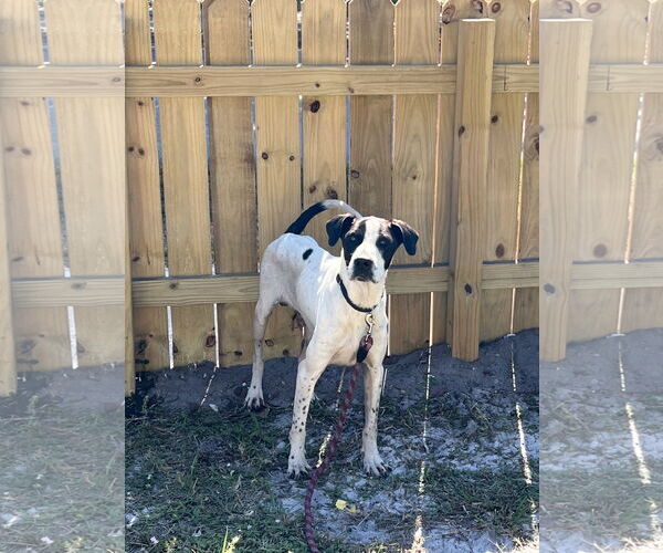 Medium Photo #3 Mutt Puppy For Sale in Miami, FL, USA