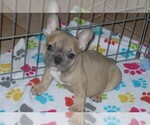 Small Photo #1 French Bulldog Puppy For Sale in ORO VALLEY, AZ, USA