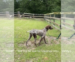 Father of the German Shorthaired Pointer puppies born on 04/12/2023