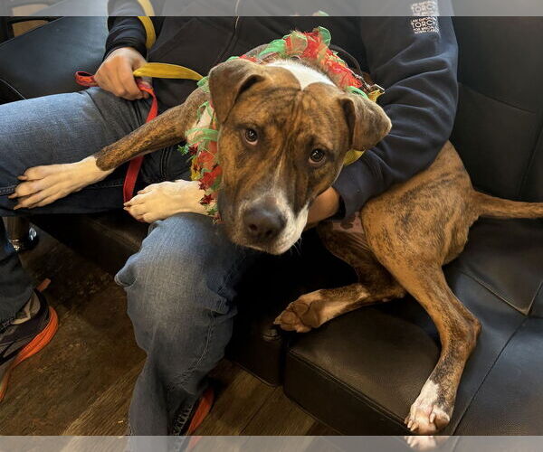 Medium Photo #4 Retriever -Unknown Mix Puppy For Sale in Holly Springs, NC, USA