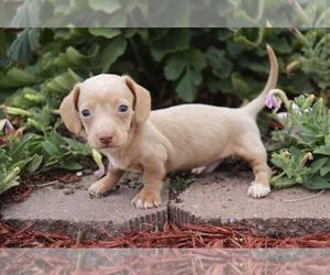Dachshund Puppy for sale in ORO VALLEY, AZ, USA