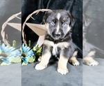 Puppy Calvin Australian Shepherd-German Shepherd Dog Mix