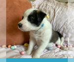 Small #2 Border-Aussie