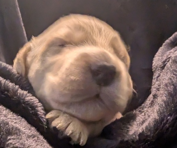 Medium Photo #3 Golden Retriever Puppy For Sale in MODESTO, CA, USA