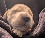 Small Photo #20 Golden Retriever Puppy For Sale in MODESTO, CA, USA