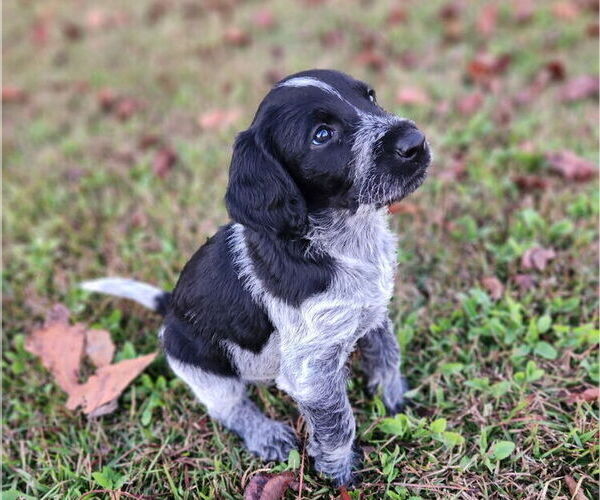 Medium Photo #5 German Shorthaired Pointer-Goldendoodle Mix Puppy For Sale in WILLACOOCHEE, GA, USA