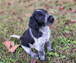 Small #4 German Shorthaired Pointer-Goldendoodle Mix