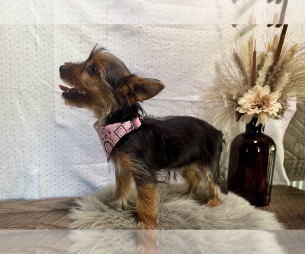 Medium Photo #6 Yorkshire Terrier Puppy For Sale in NAPPANEE, IN, USA