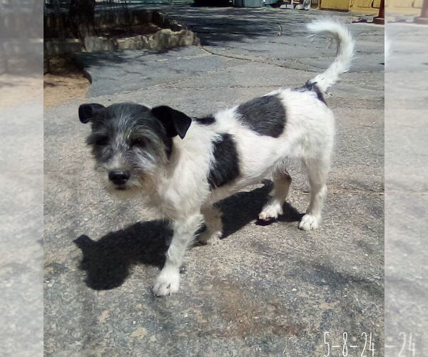 Medium Photo #2 Mutt Puppy For Sale in Apple Valley, CA, USA