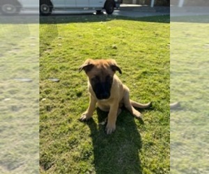 Malinois Dogs for adoption in CITY INDUSTRY, CA, USA