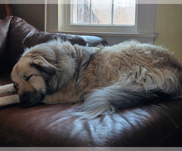 Medium Photo #4 Great Pyrenees-Unknown Mix Puppy For Sale in Croydon, NH, USA