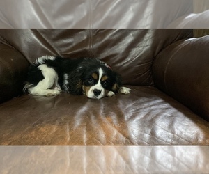 Cavalier King Charles Spaniel Puppy for sale in CAMPBELLSVILLE, KY, USA