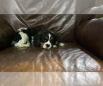 Small Photo #1 Cavalier King Charles Spaniel Puppy For Sale in CAMPBELLSVILLE, KY, USA