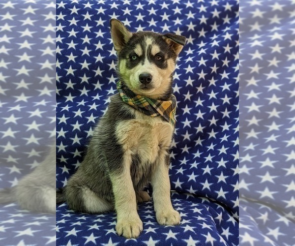 Medium Photo #3 Siberian Husky Puppy For Sale in QUARRYVILLE, PA, USA