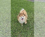 Small #6 Pomeranian