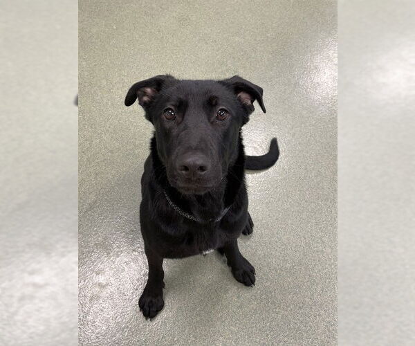 Medium Photo #2 Shepradors Puppy For Sale in Lee's Summit, MO, USA