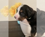 Small Photo #3 Bernese Mountain Dog Puppy For Sale in AZLE, TX, USA
