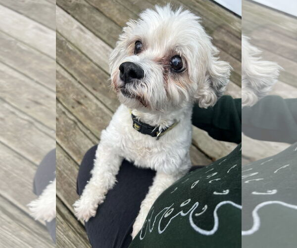 Medium Photo #3 Bichon Frise-Unknown Mix Puppy For Sale in Williamsburg, IA, USA