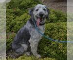 Small #2 Old English Sheepdog-Poodle (Miniature) Mix