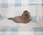 Small #4 Dachshund