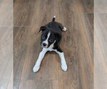 Small #2 Boxer Mix