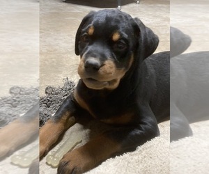 Rottweiler Puppy for sale in BIRCHWOOD, WI, USA