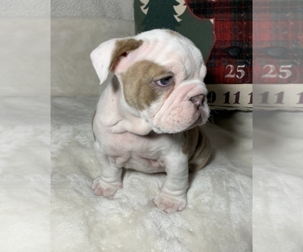 Medium Photo #11 English Bulldog Puppy For Sale in JOHNS ISLAND, SC, USA