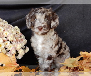 Miniature Labradoodle Puppy for sale in MILLERSBURG, OH, USA