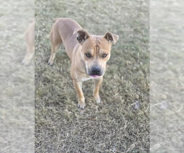 Medium Photo #1 Chinese Shar-Pei-Unknown Mix Puppy For Sale in Temple, TX, USA