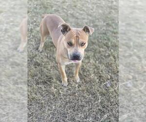 Chinese Shar-Pei-Unknown Mix Dogs for adoption in Temple, TX, USA