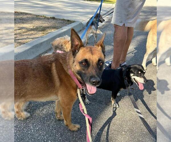 Medium Photo #2 Mutt Puppy For Sale in Camarillo, CA, USA