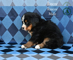 Small Photo #25 Bernese Mountain Dog Puppy For Sale in HARRISONBURG, VA, USA