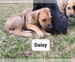 Puppy 6 Great Dane