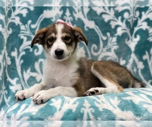 Anatolian Shepherd-Australian Shepherd Mix Puppy for sale in LAKELAND, FL, USA
