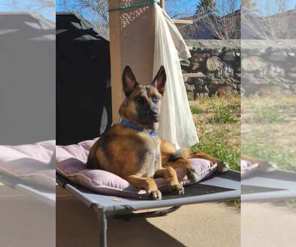 Medium Photo #6 Mutt Puppy For Sale in Imlay City, MI, USA