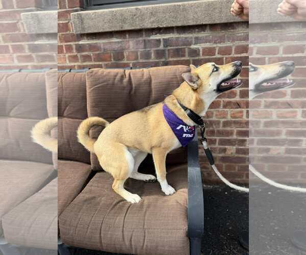 Medium Photo #7 Mutt Puppy For Sale in Westwood, NJ, USA