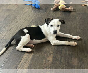Mutt Dogs for adoption in Hillsboro, MO, USA