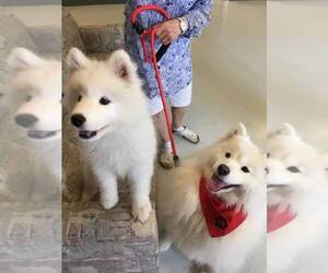 Samoyed Puppy for sale in LOS ANGELES, CA, USA