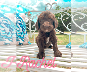 Labradoodle Puppy for Sale in ROCKY MOUNT, North Carolina USA