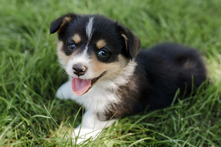 Pembroke Welsh Corgi Puppy for sale in ERHARD, MN, USA