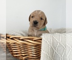 Puppy Gem Golden Retriever
