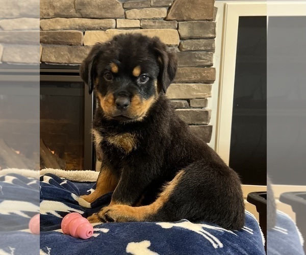 Medium Photo #5 Rottweiler Puppy For Sale in NOBLESVILLE, IN, USA