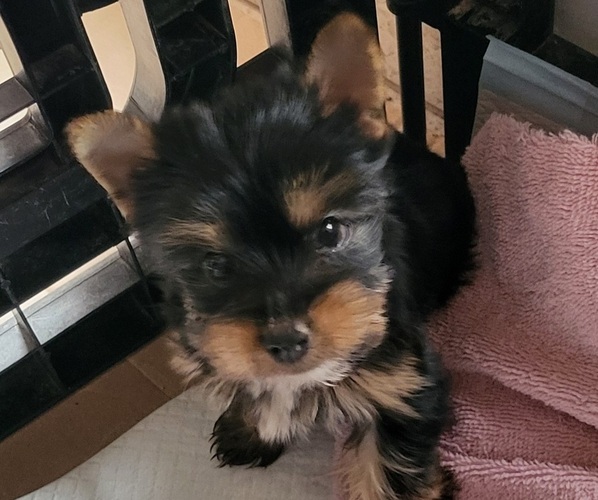 Medium Photo #1 Yorkshire Terrier Puppy For Sale in PLACITAS, NM, USA