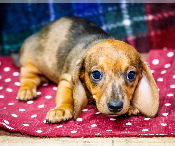 Medium Photo #1 Dachshund Puppy For Sale in WAKARUSA, IN, USA