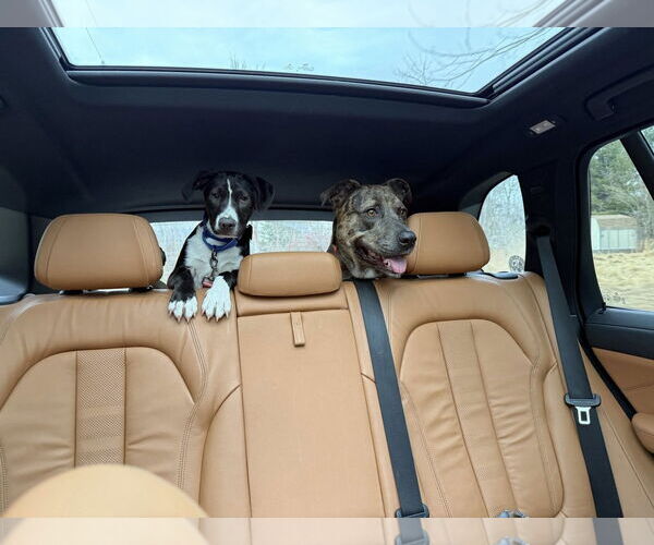 Medium Photo #7 Mutt Puppy For Sale in Oakhurst, NJ, USA